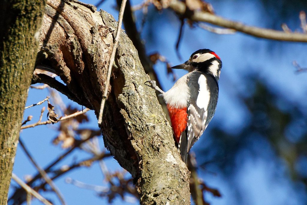 bird, woodpecker, great spotted woodpecker, forest, tree, fall, nature-8413214.jpg