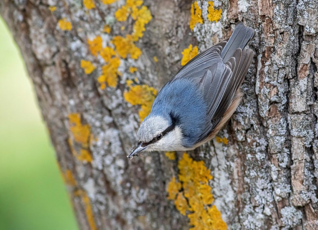 eurasian nuthatch, nuthatch, bird, animal, passerine, beak, feathers, plumage, tree, wildlife, nature, closeup-8071474.jpg