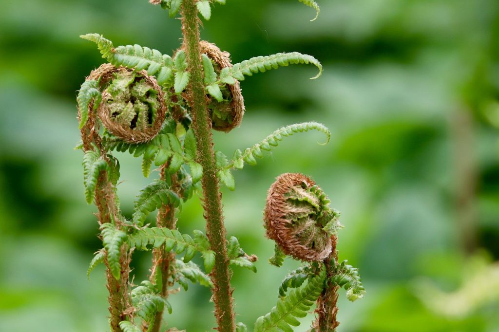 fern, fern fronds, nature, fern leaves, fernrolls, grow, growth, green, spring, unroll, roll up-8710249.jpg