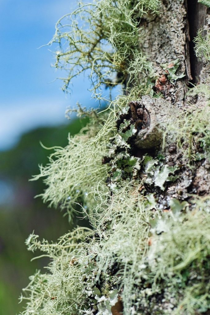 beard lichen, lichen, tree, old man's beard lichen, bark, trunk, forest, nature, closeup-6594689.jpg